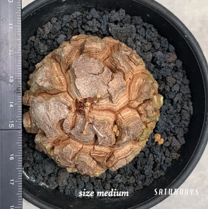Dioscorea elephantipes seedling — SATURDAYS Succulents